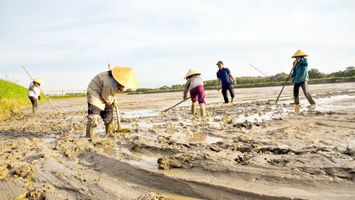 Triển vọng nuôi rươi vùng bãi bồi