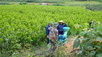Một số cử tri muốn làm rõ thời hạn bàn giao, cấp giấy chứng nhận quyền sử dụng đất có nguồn gốc từ nông, lâm trường