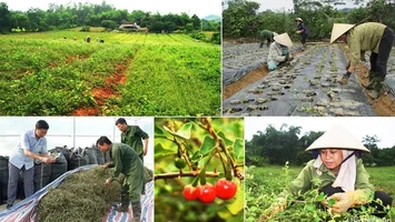 Liệu miền Tây Nghệ An có thể trở thành trung tâm dược liệu Bắc Trung Bộ