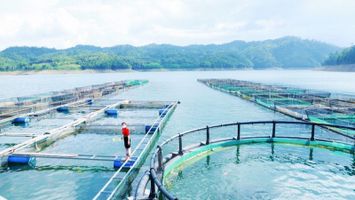 Đổi mới phương pháp tiếp cận phát triển sinh kế trong chương trình giảm nghèo bền vững