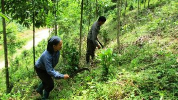 Sở Nông nghiệp và Phát triển nông thôn trả lời cử tri huyện Kỳ Sơn về giao đất, giao rừng