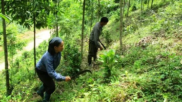 Sở Nông nghiệp và Phát triển nông thôn trả lời cử tri huyện Kỳ Sơn về giao đất, giao rừng