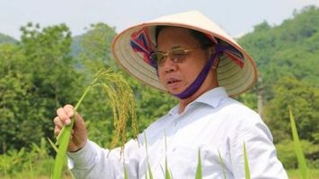 Nỗi trăn trở với thương hiệu gạo Thái Bình của người con quê lúa