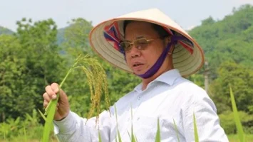 Nỗi trăn trở với thương hiệu gạo Thái Bình của người con quê lúa