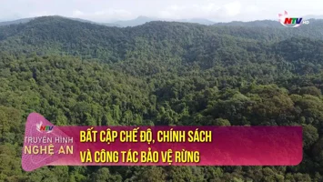 Bất cập chế độ, chính sách và công tác bảo vệ rừng