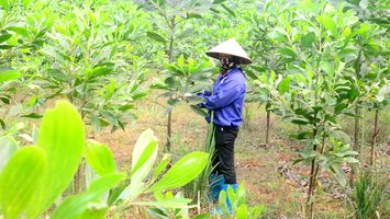 Sở Nông nghiệp và Phát triển nông thôn trả lời kiến nghị cử tri huyện Quỳ Hợp về giao lại đất để nhân dân sản xuất, phát triển kinh tế, xóa đói giảm nghèo.