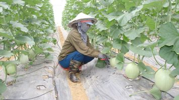 Hơn 1 năm triển khai chính sách hỗ trợ phát triển nông nghiệp - Cần quan tâm tháo gỡ một số khó khăn.
