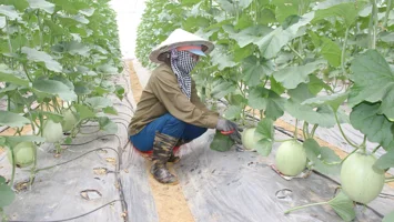 Hơn 1 năm triển khai chính sách hỗ trợ phát triển nông nghiệp - Cần quan tâm tháo gỡ một số khó khăn.