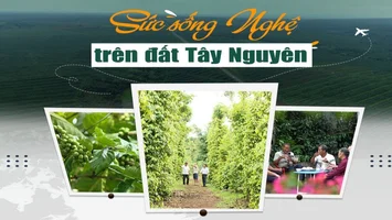 Sức sống Nghệ trên đất Tây Nguyên