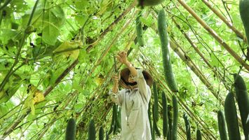 Chuyện cây bí Hè Thu ở Thanh Chương