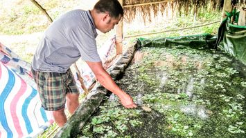 Cần tính kỹ đầu ra cho ốc bươu đen thương phẩm