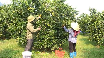 Nông dân Anh Sơn giúp nhau giảm nghèo bền vững
