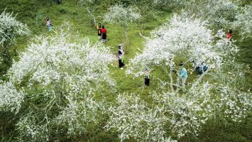 Hoa mận nở trắng trời ở miền Tây Nghệ An