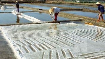 Bộ Nông nghiệp và Phát triển nông thôn trả lời kiến nghị cử tri về tháo gỡ khó khăn cho người sản xuất muối