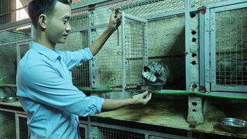 Triển vọng từ nuôi chồn hương sinh sản