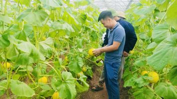 GIẢI PHÁP PHÁT TRIỂN NÔNG NGHIỆP ỨNG DỤNG  CÔNG NGHỆ CAO HUYỆN NGHĨA ĐÀN