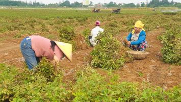 Phát huy vai trò cây lạc trong chuyển đổi cơ cấu cây trồng