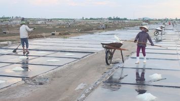 Sở Nông nghiệp và Phát triển nông thôn trả lời cử tri Phạm Minh Tuân, thôn Đức Long, xã Quỳnh Thuận, huyện Quỳnh Lưu về hỗ trợ thiệt hại đối với sản xuất muối