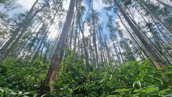 Lâm nghiệp Nghệ An cần có bộ giống chất lượng cao