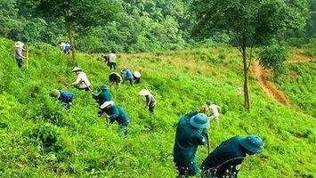 Sở Nông nghiệp và Phát triển nông thôn trả lời cử tri Đậu Công Hà, thị trấn Tân Lạc, huyện Quỳ Châu xác định đối tượng hưởng trợ cấp gạo bảo vệ và phát triển rừng