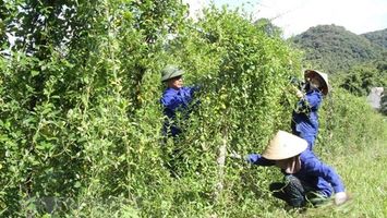 Quan tâm hỗ trợ giống cây dược liệu cho người dân để phát triển kinh tế - xã hội, xóa đói giảm nghèo và bảo vệ rừng