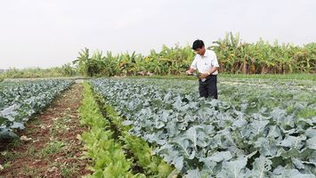 Quan tâm chế độ chính sách hỗ trợ phát triển nông nghiệp, nông thôn trên địa bàn