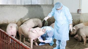 UBND tỉnh trả lời cử tri xã Quỳnh Lâm, huyện Quỳnh Lưu về việc lùi mốc thời gian hỗ trợ cho người chăn nuôi bị thiệt hại