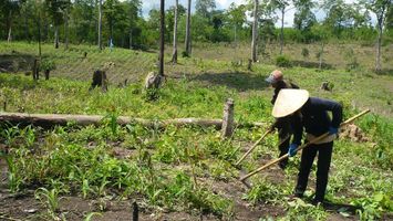 Sở Nông nghiệp và PTNT trả lời cử tri Nguyễn Văn Tiến, xóm 7, xã Diễn Phú, huyện Diễn Châu về giao đất rừng cho các hộ dân sử dụng để phát huy hiệu quả