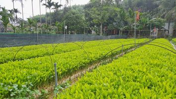 Sở Nông nghiệp và Phát triển nông thôn trả lời cử tri huyện Kỳ Sơn về hỗ trợ cây giống, giống con cho người dân