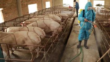 Quan tâm triển khai hiệu quả các giải pháp phòng, chống dịch bệnh gia súc, gia cầm