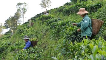 Phát triển ngành nghề nông thôn để thúc đẩy xây dựng nông thôn mới