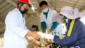 Nghệ An: ban hành mức hỗ trợ khắc phục dịch bệnh động vật