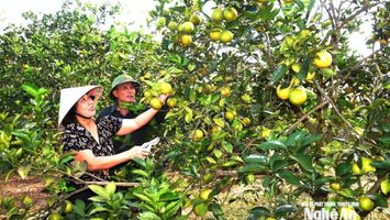 Phát triển cây trồng, vật nuôi chủ lực - tiền đề quan trọng cơ cấu lại ngành nông nghiệp