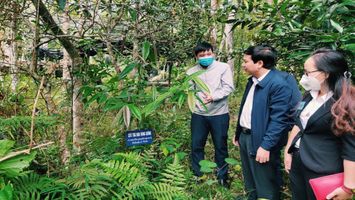Người bảo tồn và phát triển giống trà hoa vàng ở Quế Phong