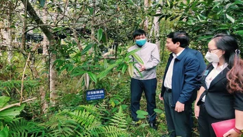 Người bảo tồn và phát triển giống trà hoa vàng ở Quế Phong