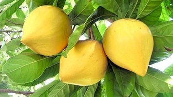 Nhớ Lê ki ma – Mùa trái chín