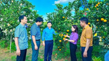 Làm giàu trên quê hương cách mạng