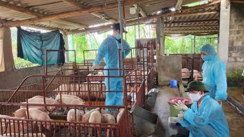 Trả lời kiến nghị cử tri huyện Hưng Nguyên về hỗ trợ vắc xin Dịch tả lợn Châu phi