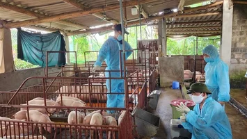 Trả lời kiến nghị cử tri huyện Hưng Nguyên về hỗ trợ vắc xin Dịch tả lợn Châu phi