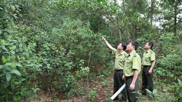 UBND tỉnh trả lời kiến nghị cử tri huyện Yên Thành về thực trạng công tác quản lý, bảo vệ rừng đặc dụng