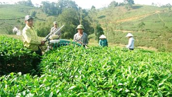UBND tỉnh trả lời kiến nghị của cử tri huyện Con Cuông về chuyển diện tích đất Xí nghiệp chế biến chè Bãi Phủ về địa phương quản lý