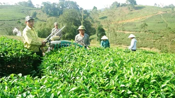 UBND tỉnh trả lời kiến nghị của cử tri huyện Con Cuông về chuyển diện tích đất Xí nghiệp chế biến chè Bãi Phủ về địa phương quản lý