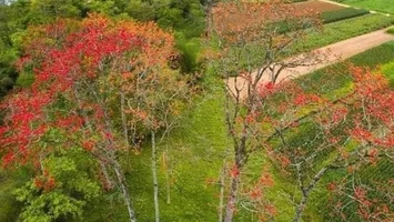 Đẹp nao lòng mùa hoa gạo nơi miền Tây xứ Nghệ