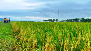 Nghệ An ban hành định mức hỗ trợ kinh phí hỗ trợ bảo vệ đất trồng lúa