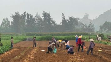 Đảm bảo quyền lợi hỗ trợ sản xuất cho nông dân trồng khoai lang tại Diễn Châu