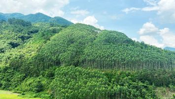 Nghệ An: Chuyển mục đích sử dụng 27,3486 ha rừng, thông qua 14 dự án phải thu hồi đất