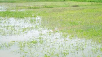Nghệ An: Quy định mức hỗ trợ sản xuất nông nghiệp để khôi phục sản xuất vùng bị thiệt hại do thiên tai, dịch hại thực vật trên địa bàn tỉnh