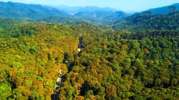 Nghệ An tiềm năng phát triển rừng gỗ lớn