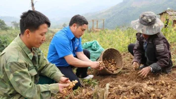 Từ ruộng đồng đến thị trường: đường đi của giá trị nông sản Nghệ An