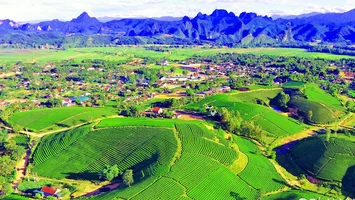 Tiếp sức để cây chè Nghệ An vươn xa